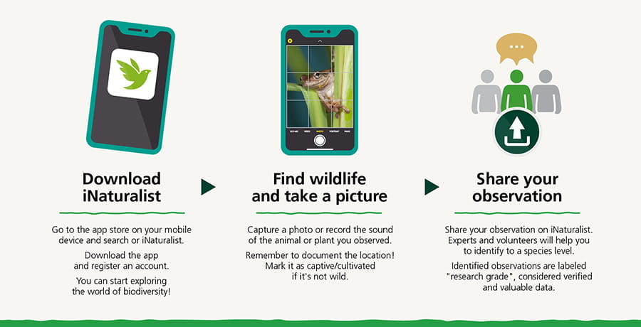 Steps to becoming a citizen scientist: download iNaturalist, find wildlife and take a picture, share your observation.