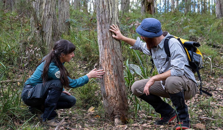 A female ranger in a Parks Victoria uniform studies a tree alongside a man wearing outdoor clothing, a hat and backpack.