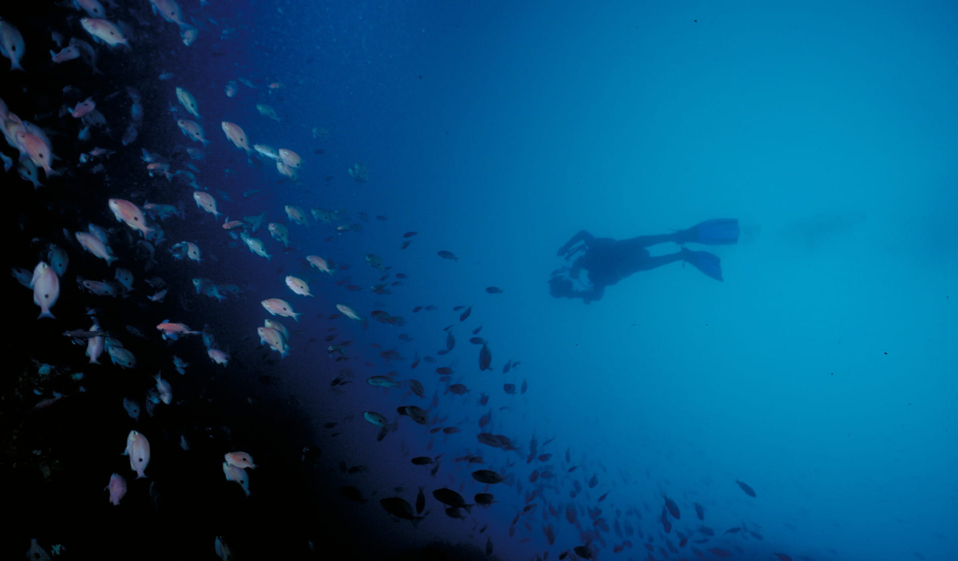 Underwater view of a diver with a school of fish