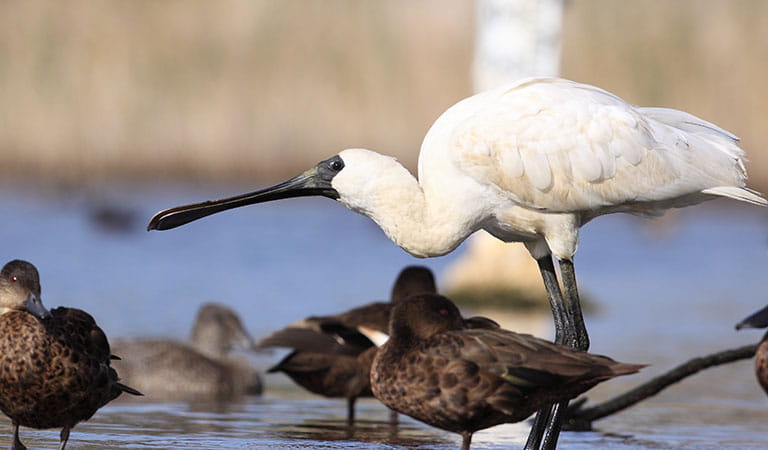 White bird with black beak and legs, standing over smaller brown birds in the water.