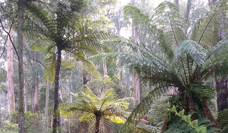 Ferns, trees and plants.