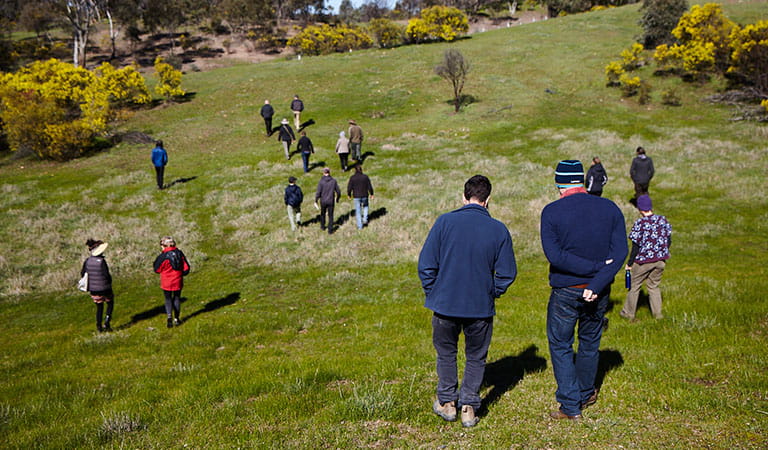 People walking in small groups down a grassy hill.