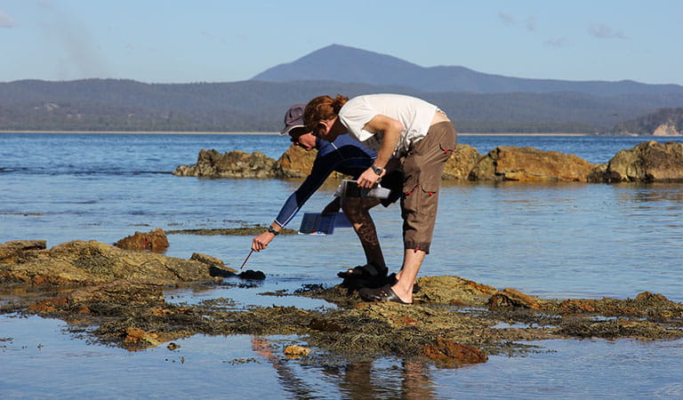 Two people leaning over and looking at something in the rockpool.