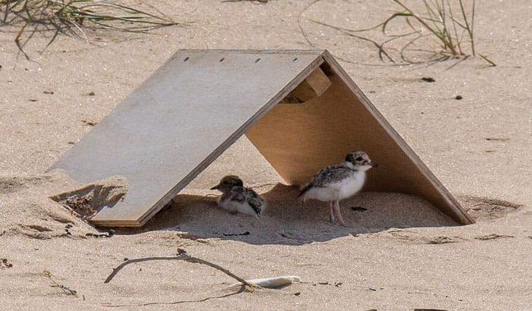 Hooded plovers under shelter in the sand.