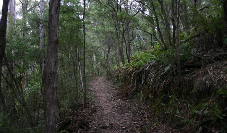 An uphill forest path between trees and plants.