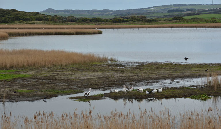 Pelicans and water birds gathered in the wetlands.