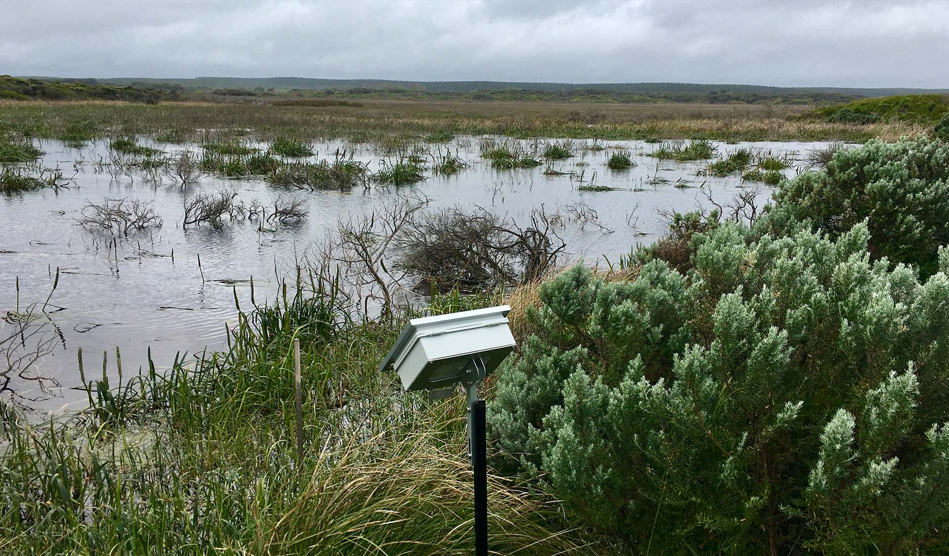 A piece of bird monitoring equipment faces the sky in a wetland landscape