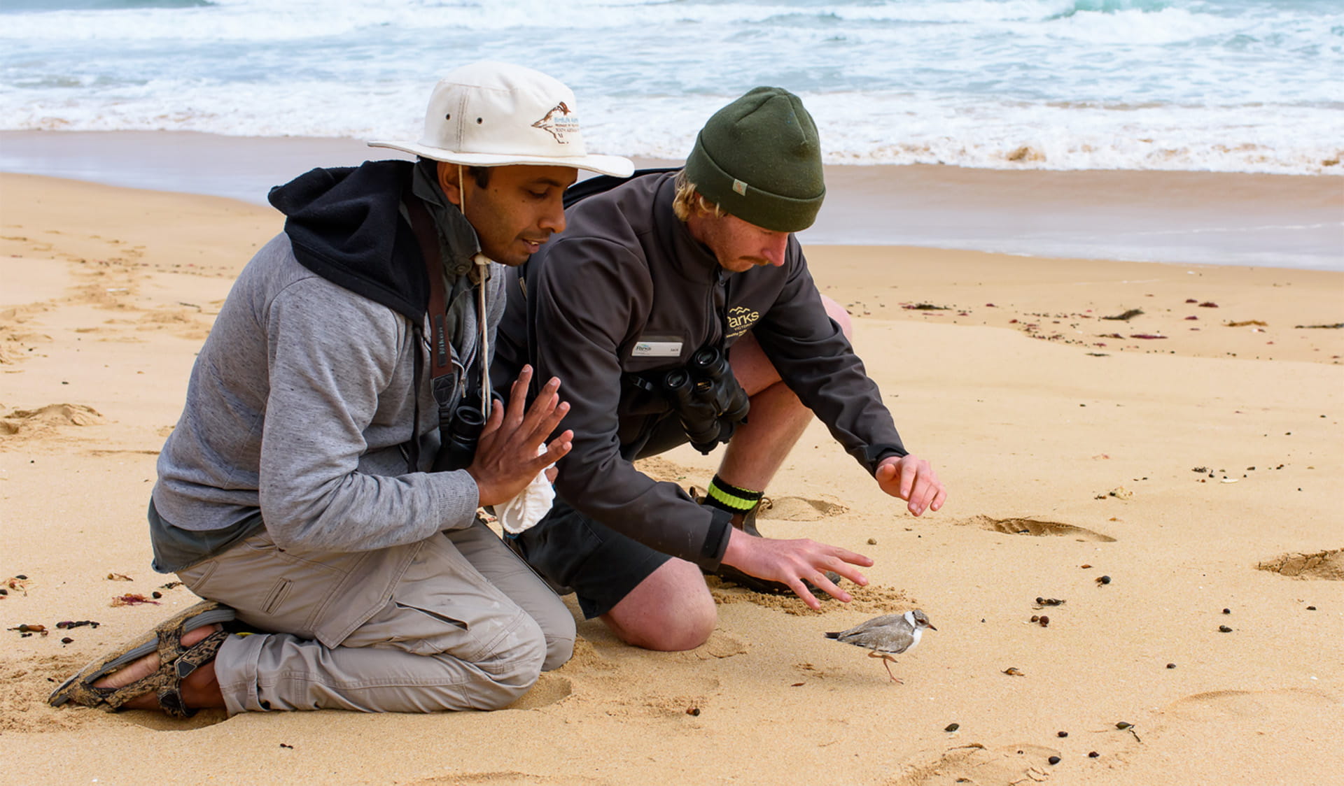 Two people on a beach approach a small bird