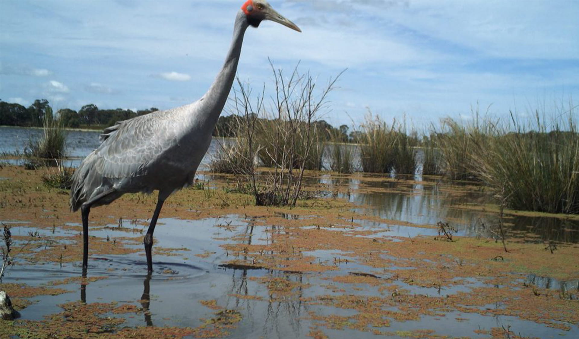 A brolga in a wetland landscape 