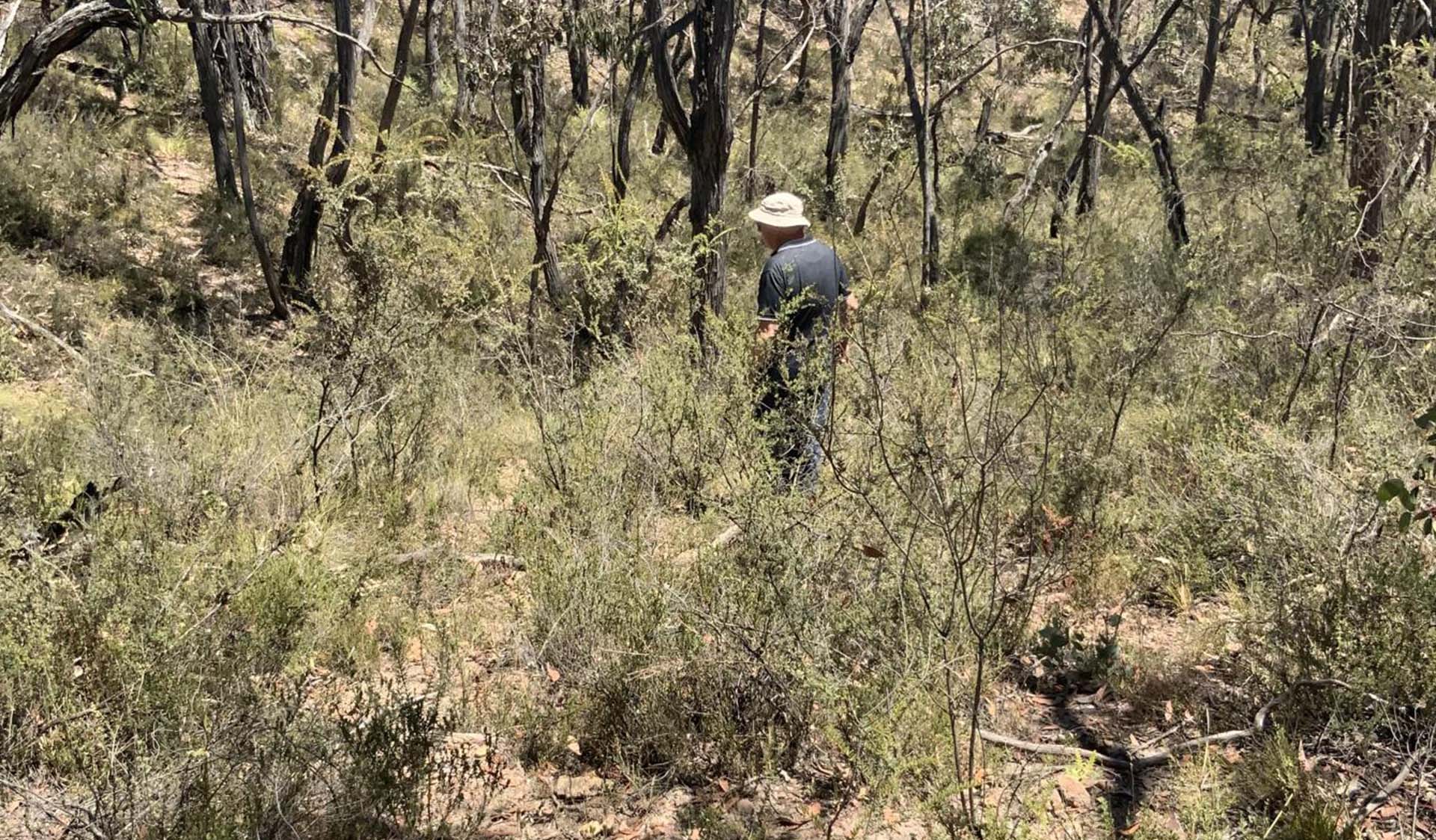 A volunteer walks through a heavily forested area. 