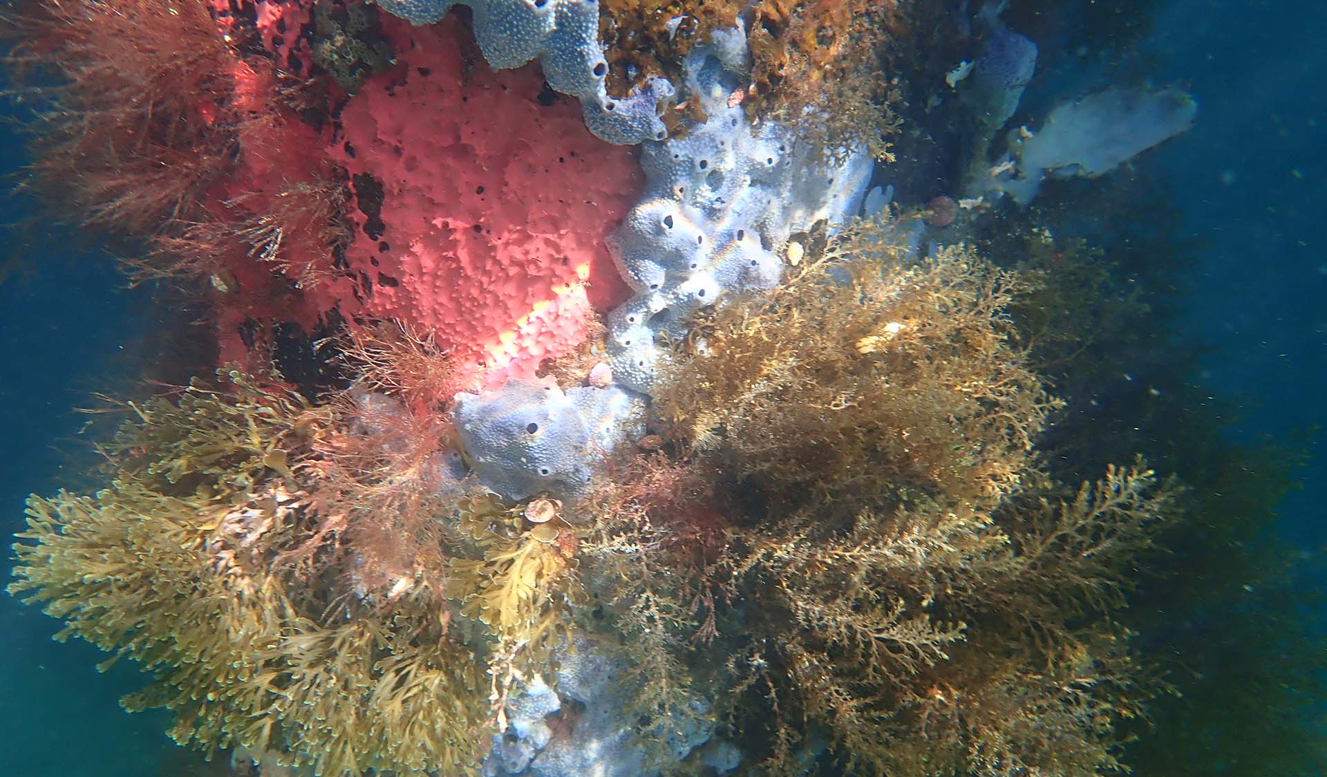 A closeup of coral underwater
