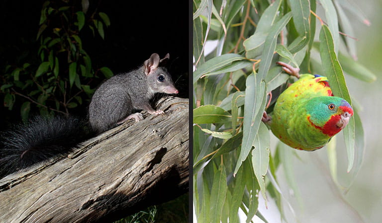 Split image featuring a possum on a branch at night time on the left and a Swift Parrot clinging to a leafy branch in daylight on the right.