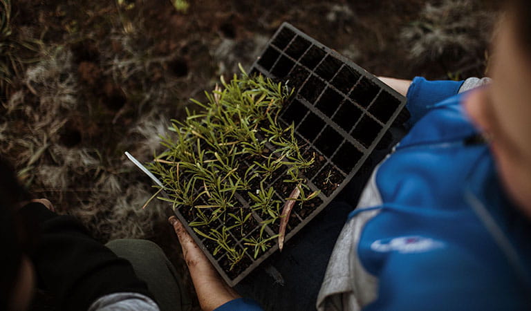 A top-down view of a person holding a tray of seedlings.