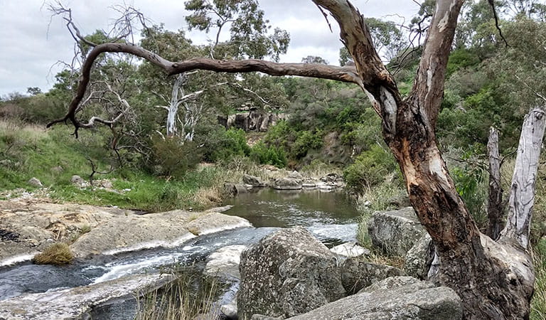 A tree growing among rocks with a river in the background.