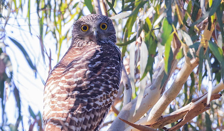 Close up of an owl in a tree in daylight.