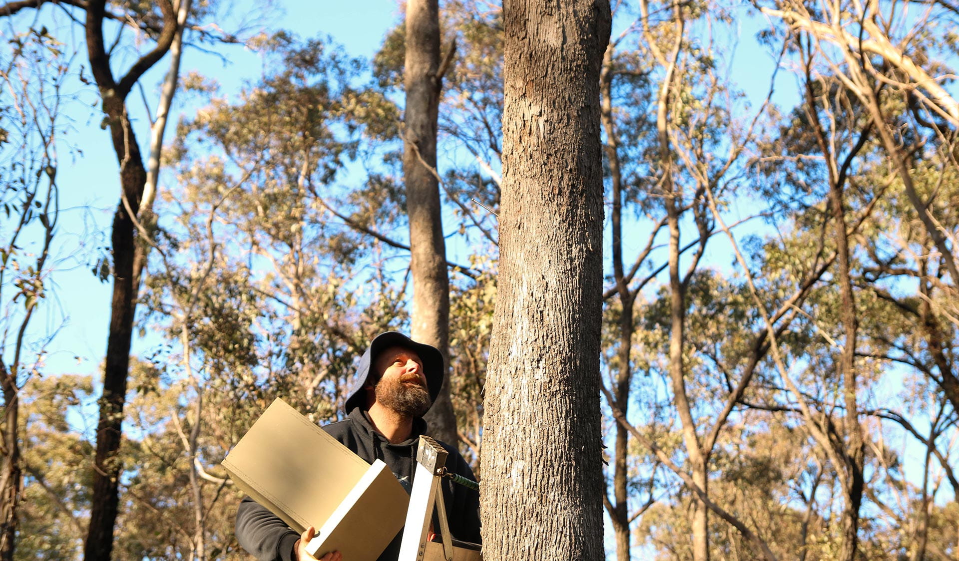 A man in a hat holding a wooden box looking up next to a ladder leaning against a tree.