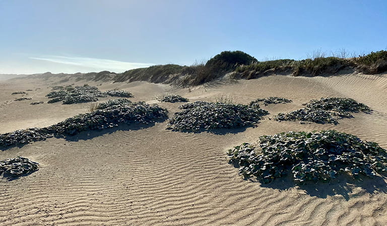 Cape Beach Daisy on sand dunes.