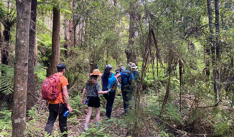 A group walking along a path between trees and vegetation.