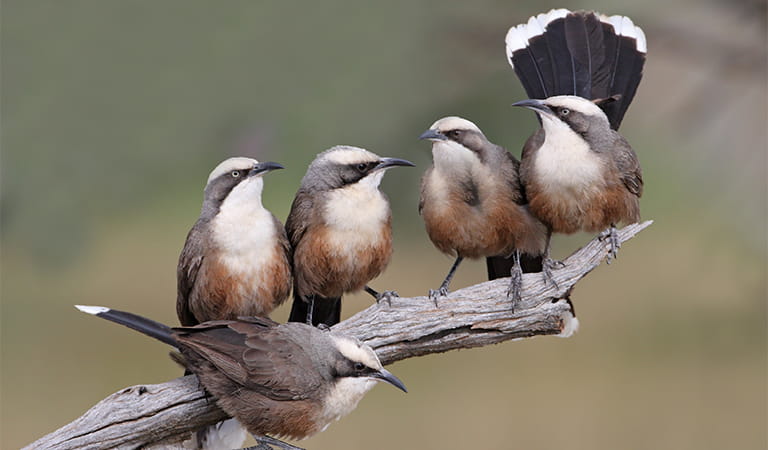 Five birds grouped together on a tree branch.