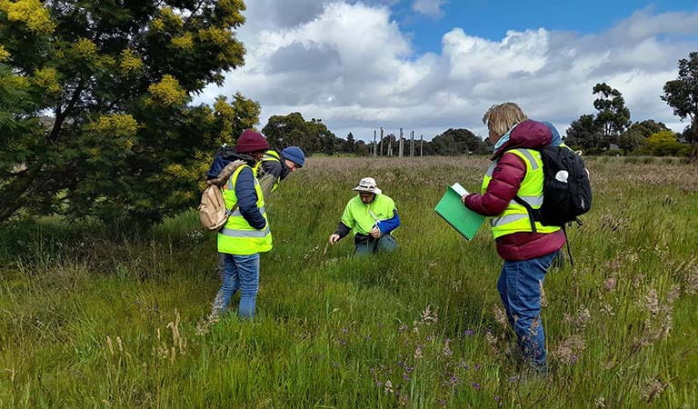 Four people in hi-visibility vests standing and crouching in long grass looking down at the ground.