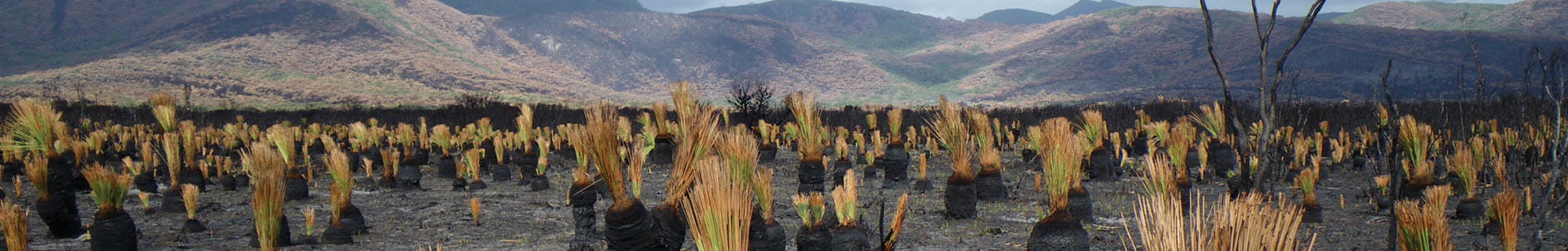A plain of grass trees regrowth at Wilsons Prom