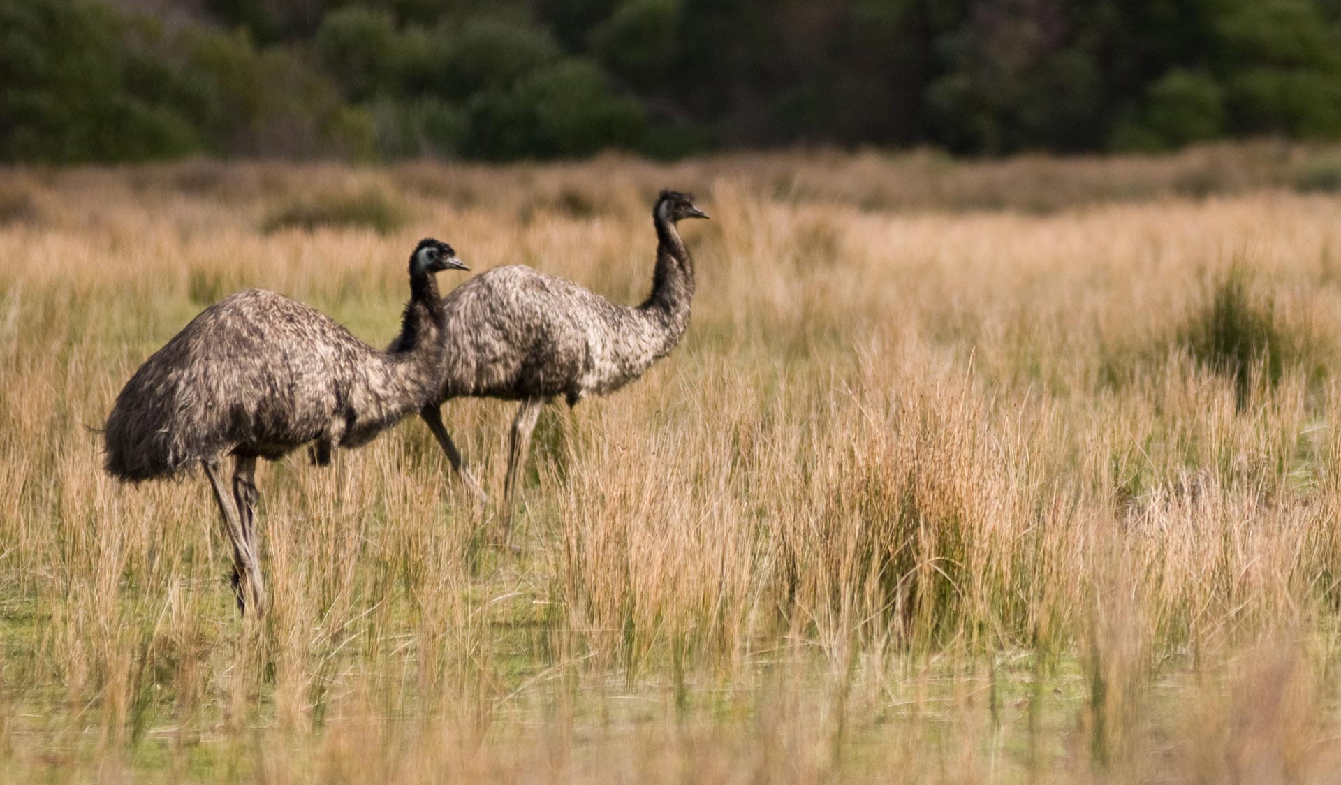 Two emus in a field of native grass 
