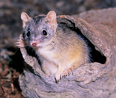 Antechinus