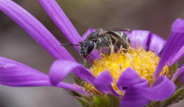 Macro view of a bee on a purple flower.