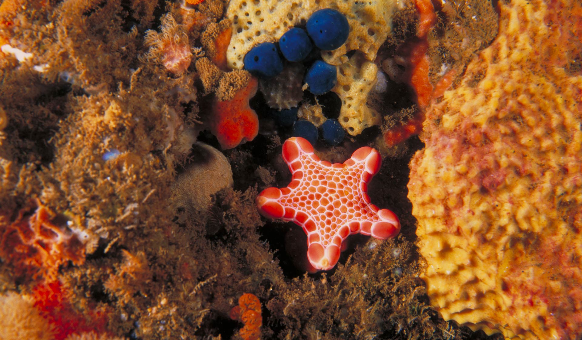 Biscuit Sea Star