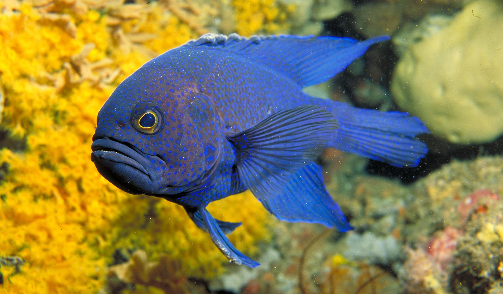 A blue devil fish pictured in front of some yellow coral.