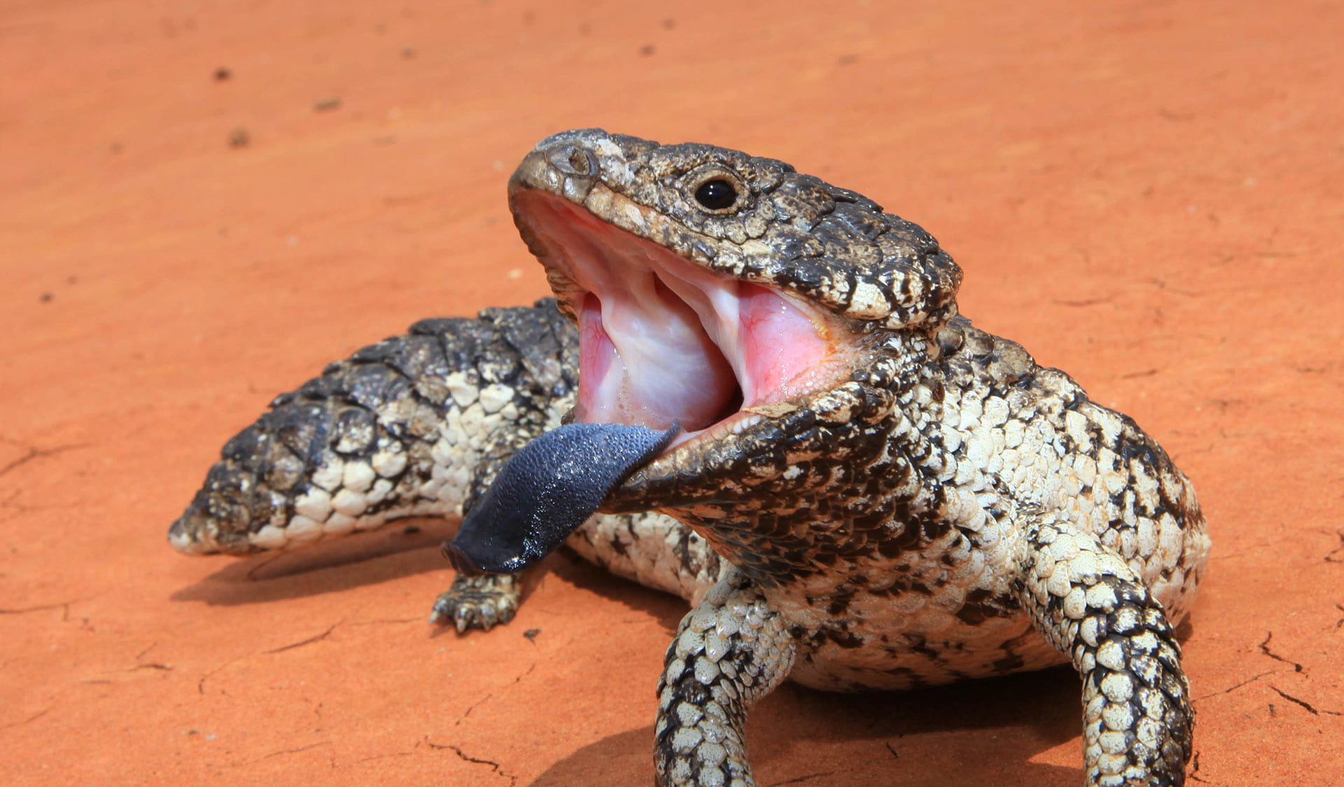 A Blue Tongue Lizard in the Murray Sunset National Park. 