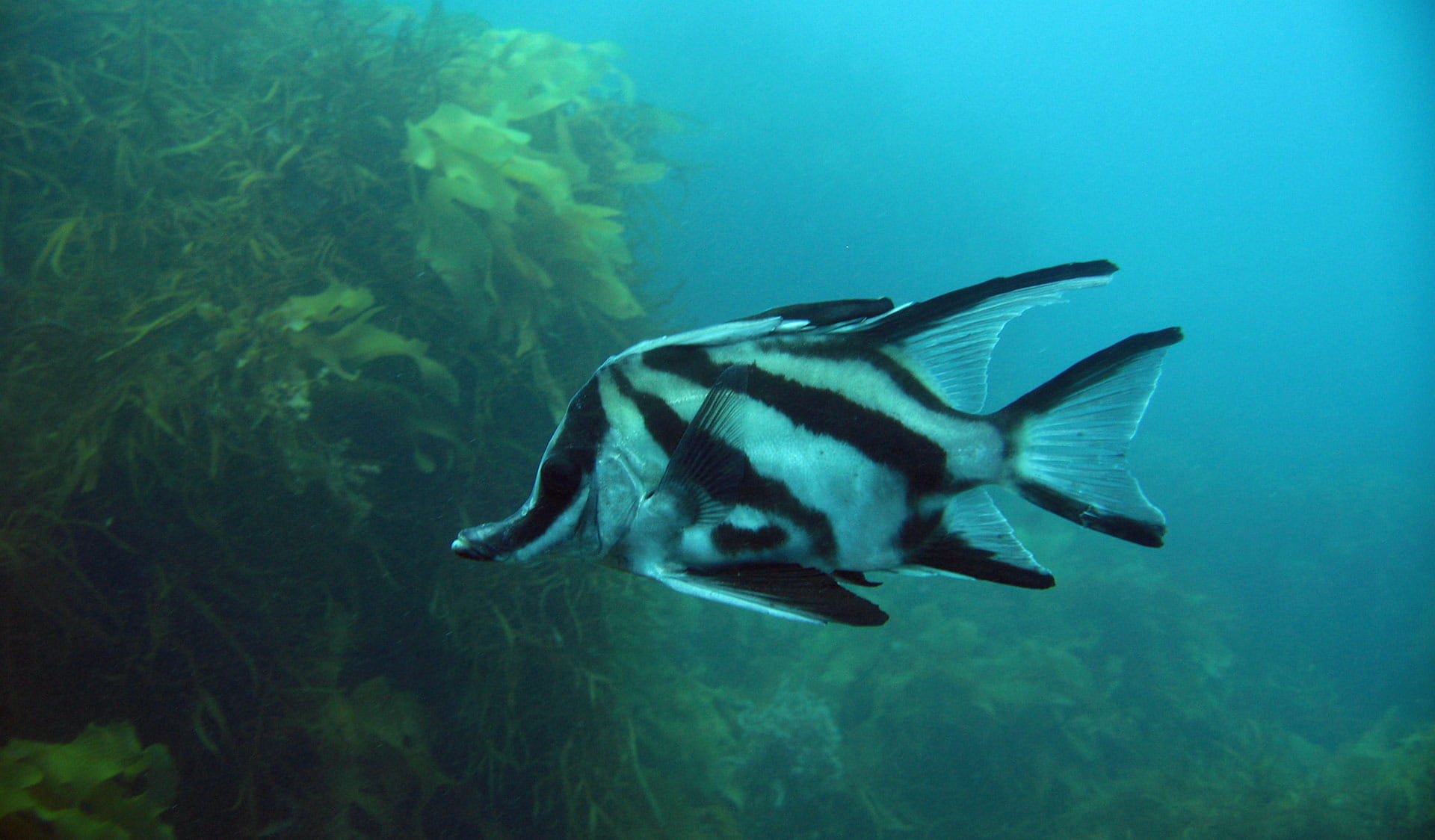 A boarfish with black and silvery white diagonal stripes. 