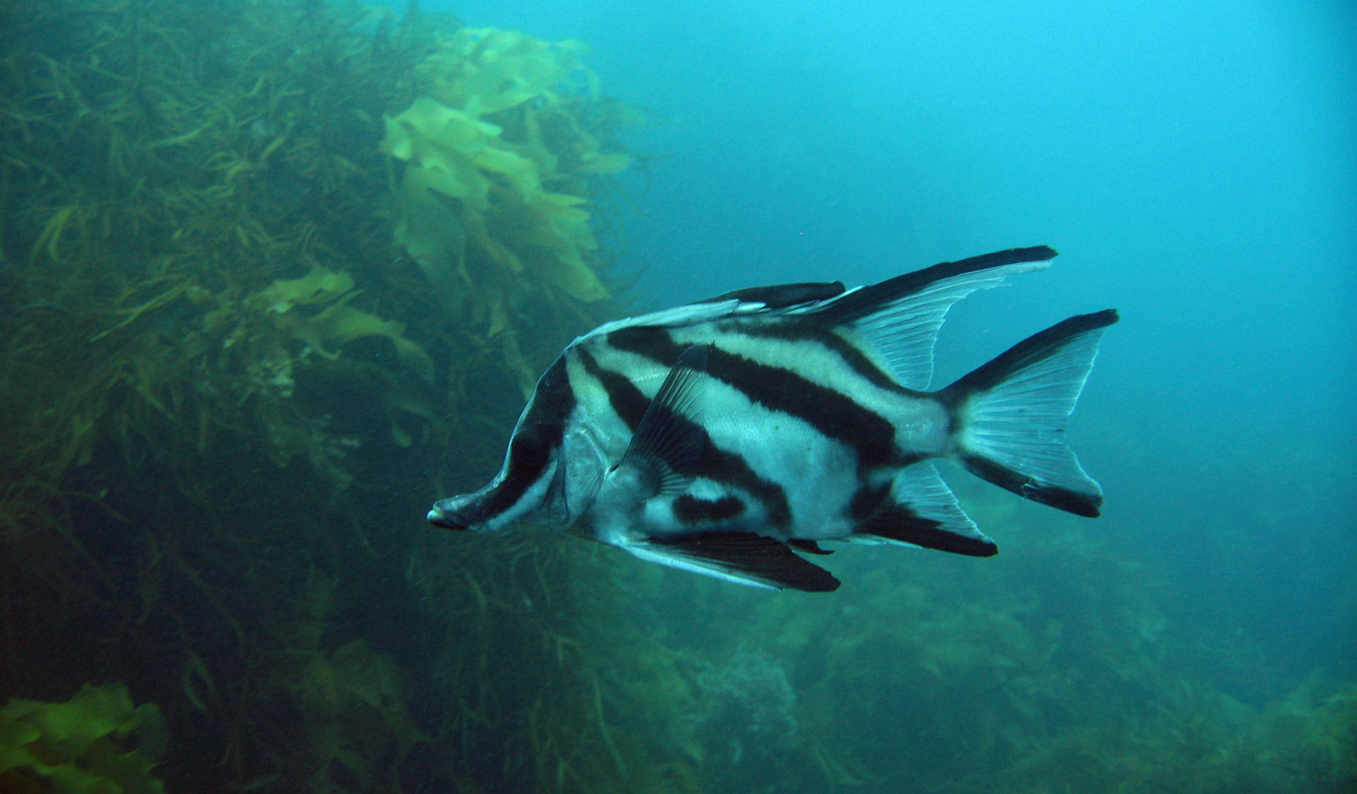 A boarfish with black and silvery white diagonal stripes.