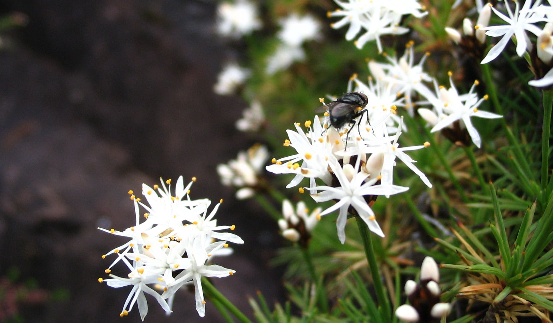 The Borya mirabilis or Grampians Pincushion Lily. 