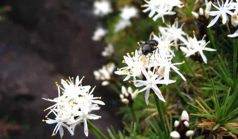 The Borya mirabilis or Grampians Pincushion Lily.