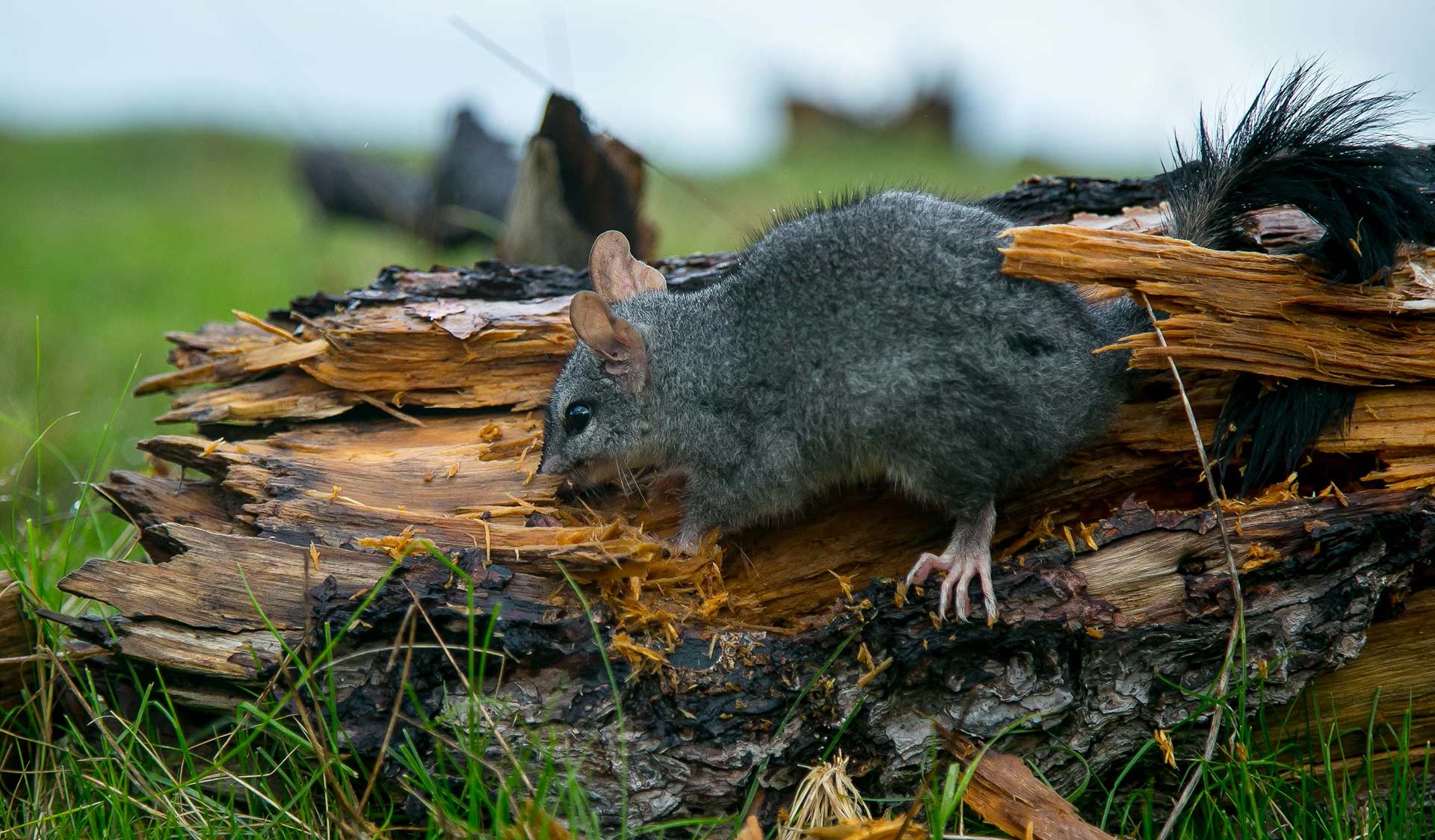 A brush tailed phascogale clings to a dead tree limb