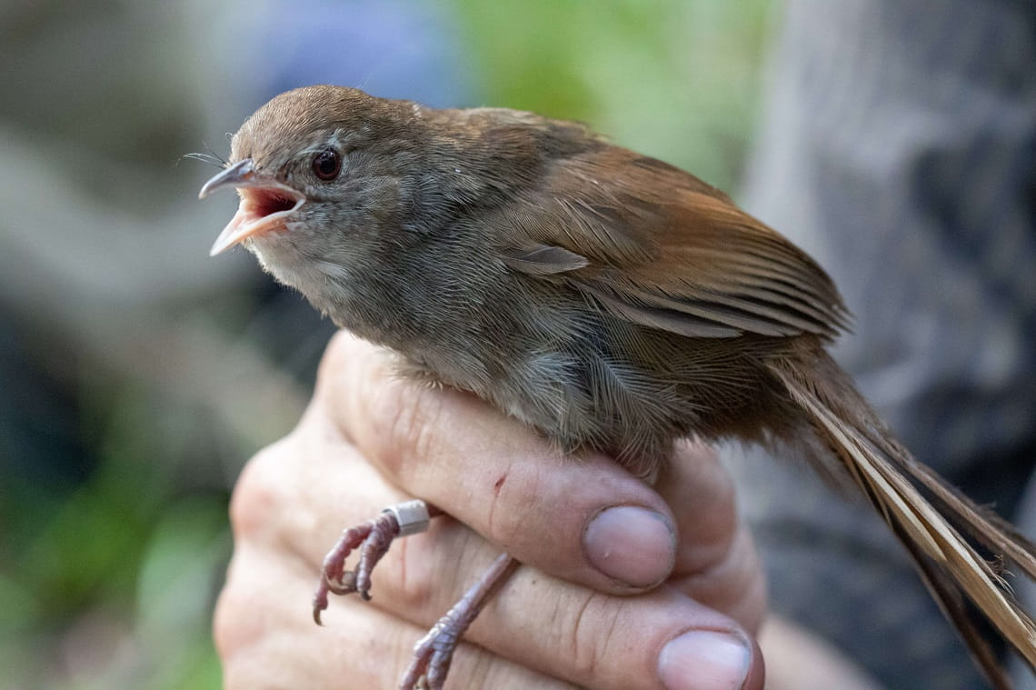 Eastern bristlebird