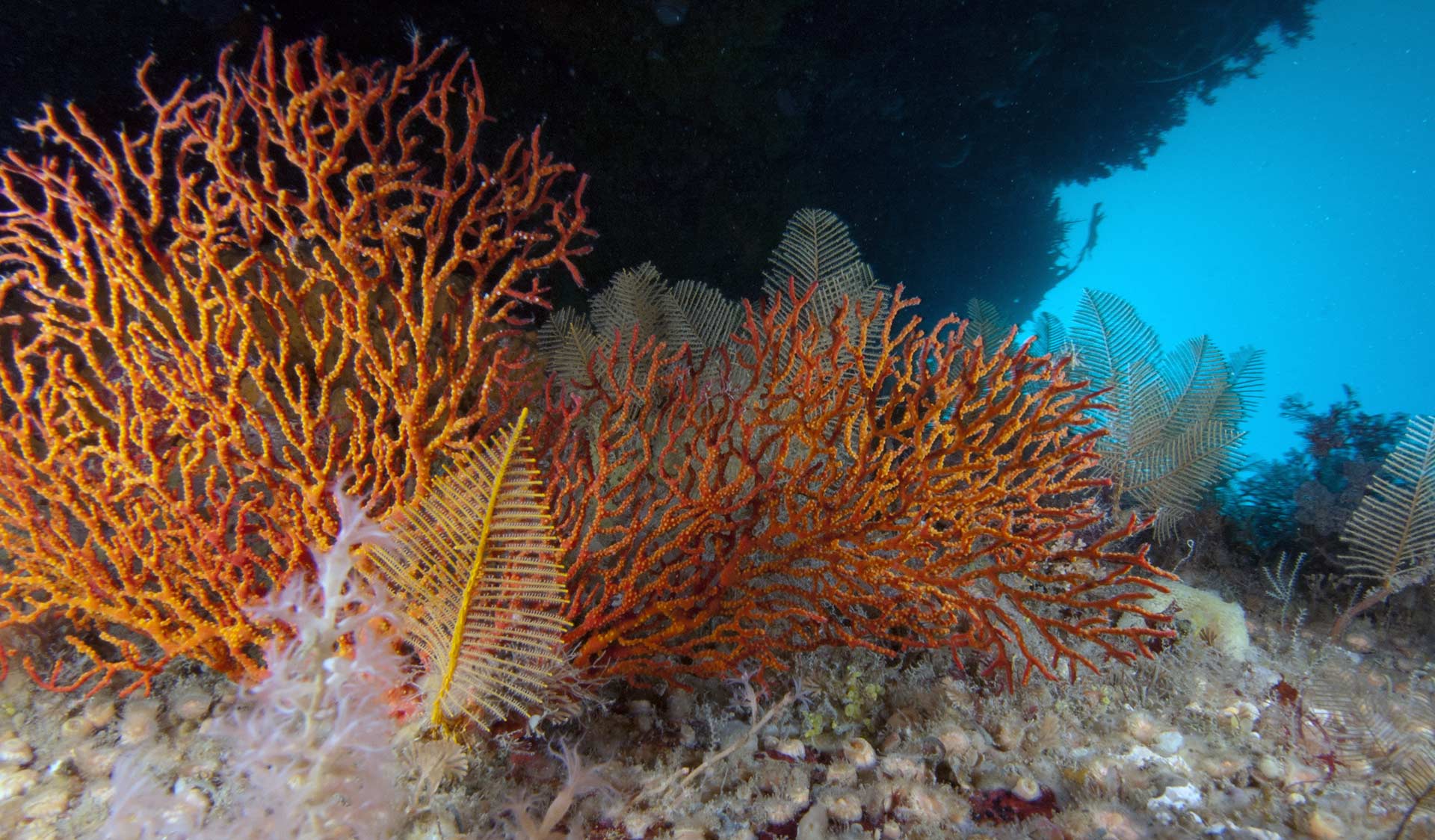 Coral in Wilsons Promontory Marine Park