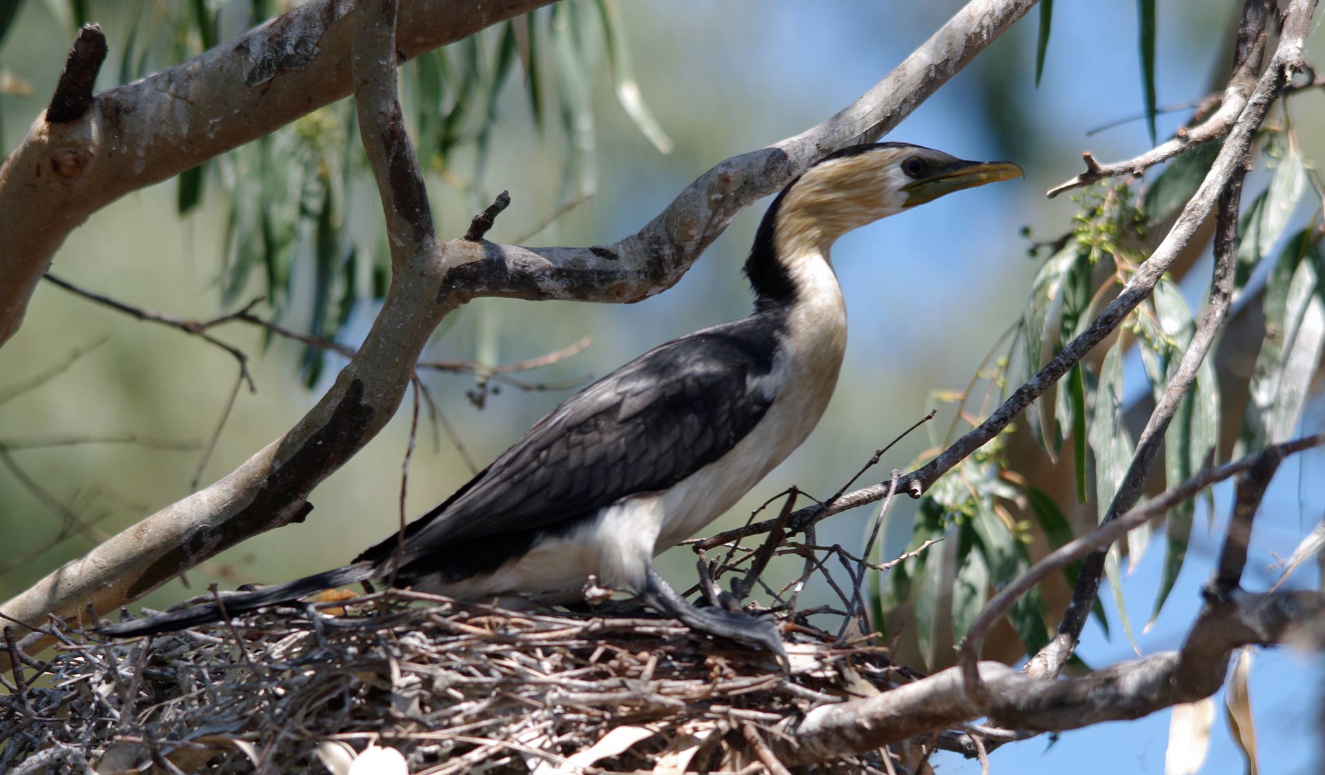 A Cormorant in its nest in Barmah National Park.