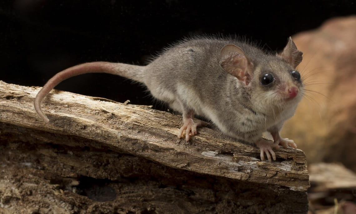 A little, grey mouse-like creature with small hands, a pointy pink nose, big dark eyes, round ears and a long pink tail sitting on a piece of wood