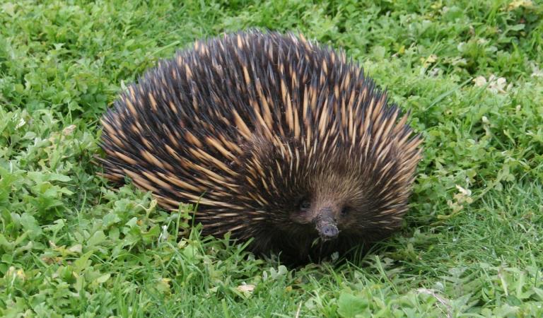 An Echidna in the grass.