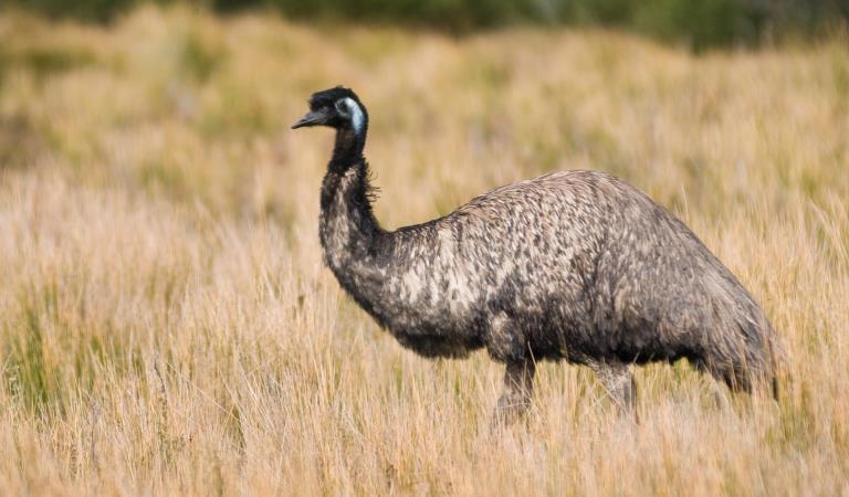 An emu walks in an open, grassy area at Wilsons Promontory National Park.