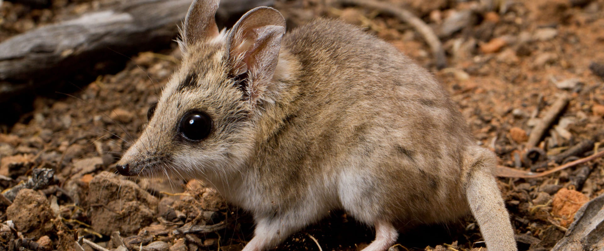 Fat Tailed Dunnart
