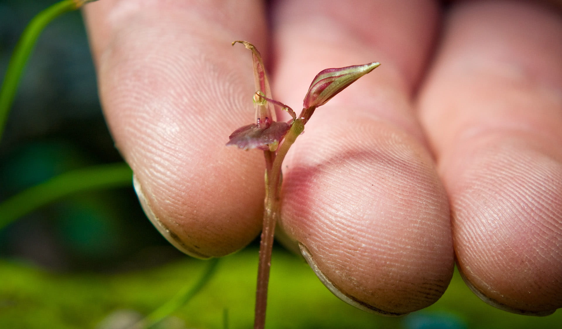 Close up of a Flying Duck Orchid next to a hand