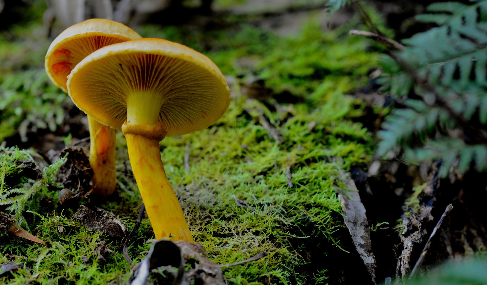 Two mushrooms grow in the undergrowth in the Great Otway National Park.