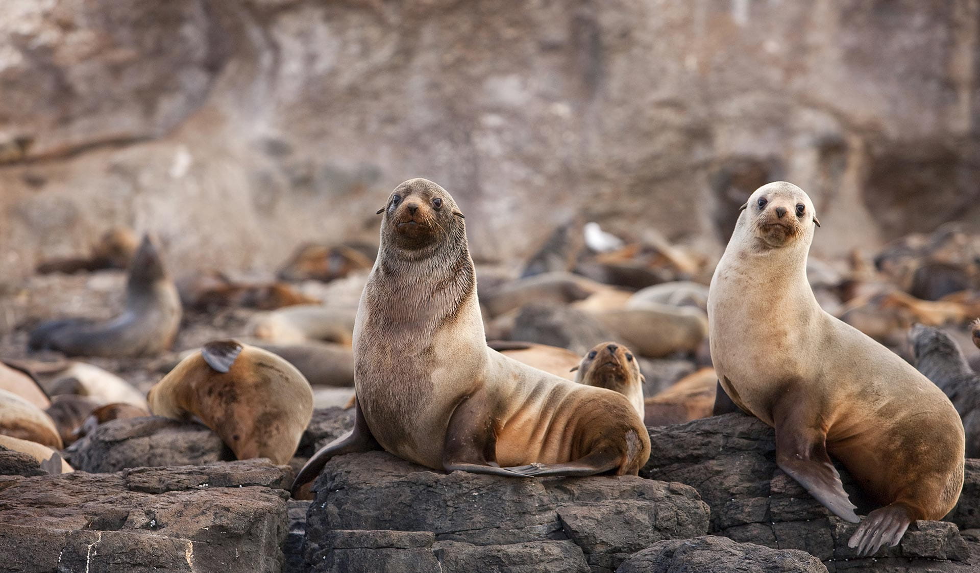 Fur seals on a rock.