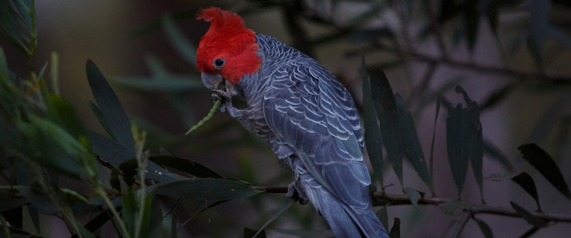 Gang-gang Cockatoo resting on a branch and eating.