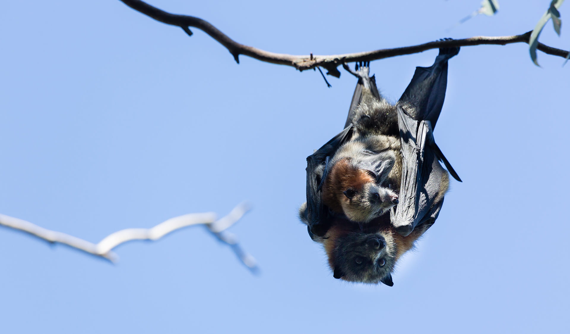 A Grey Headed Flying Fox hangs upside down from a tree in Yarra Bend Park.