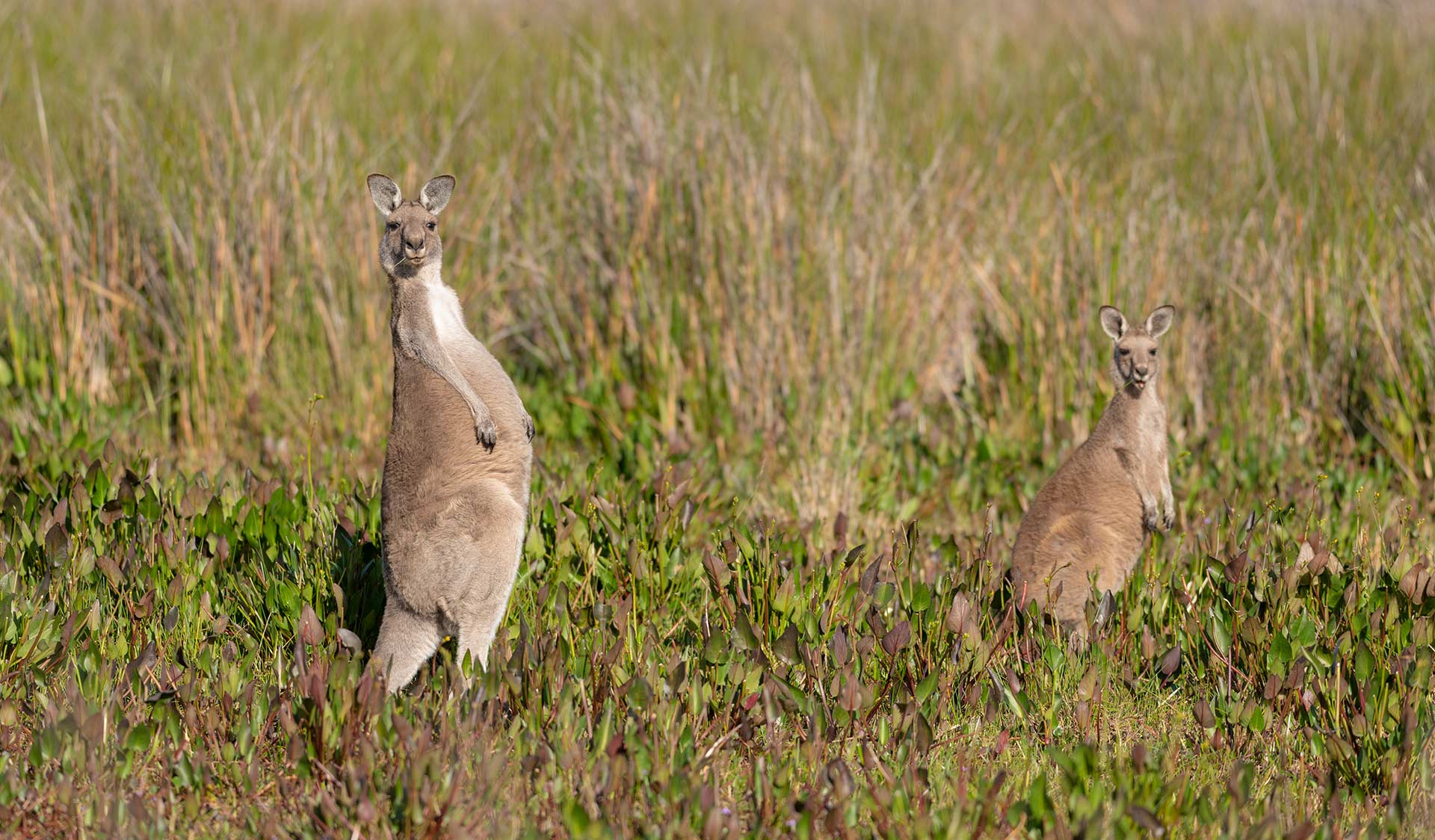 Two Eastern Grey Kangaroos stare straight down the camera lens.