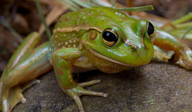Close up of a green Growling Grass Frog on a rock.